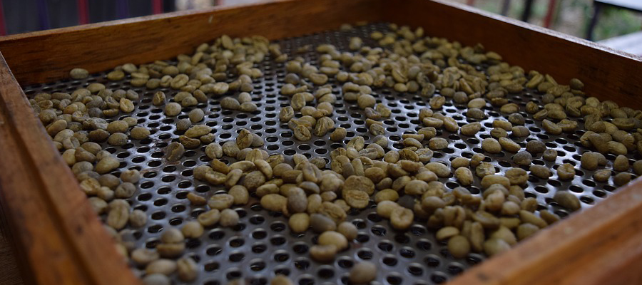coffee-process