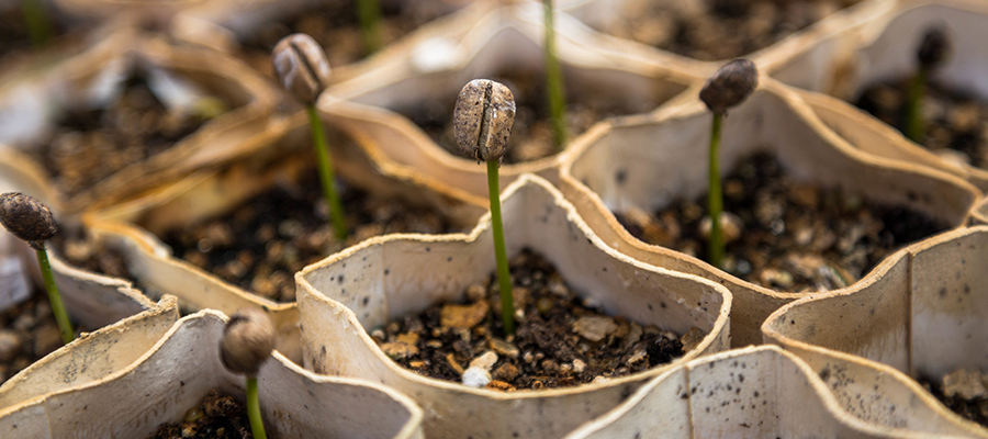 young-coffee-sprouts