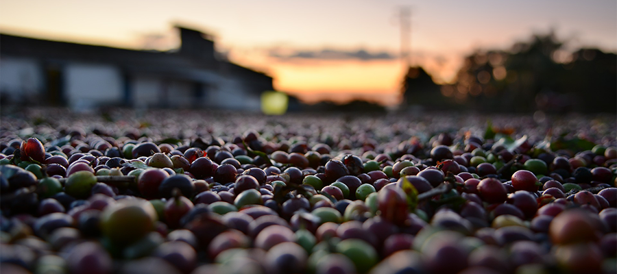 coffee beans