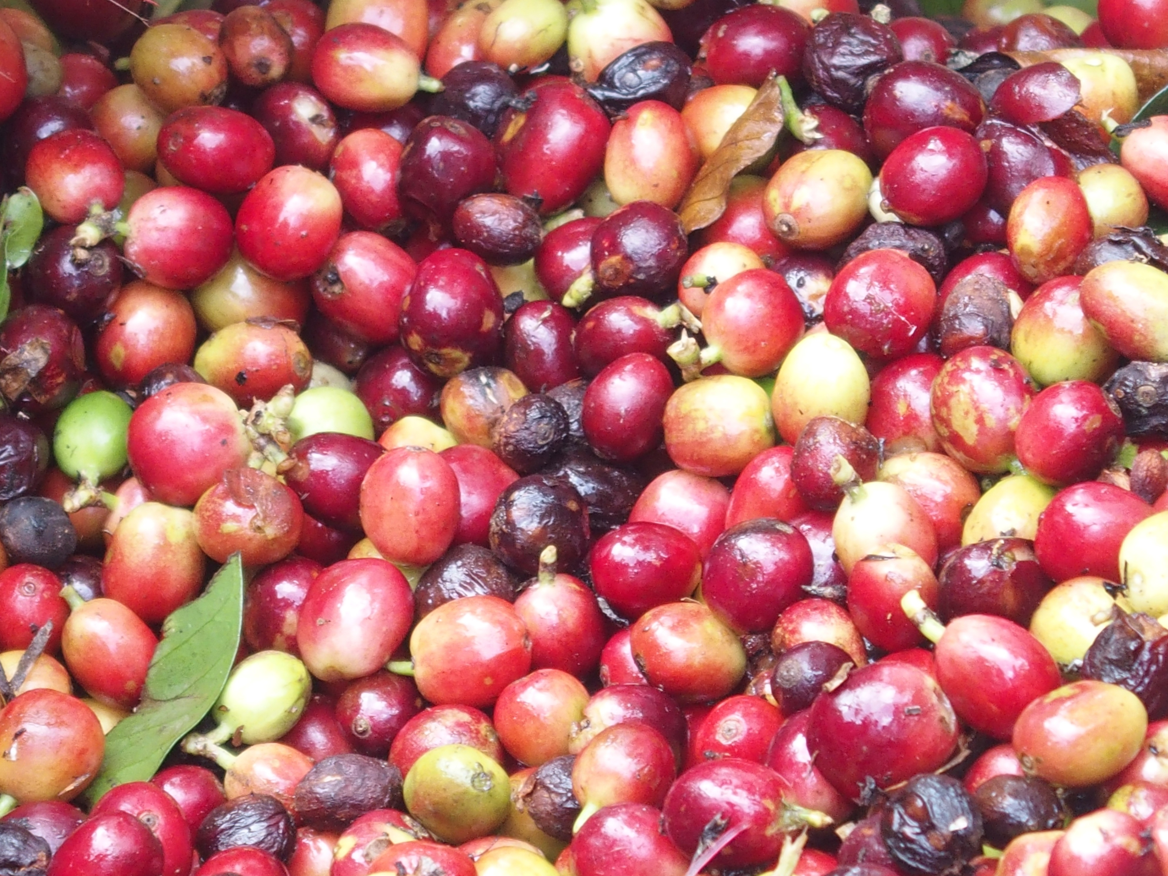 Coffee cherries on the tree