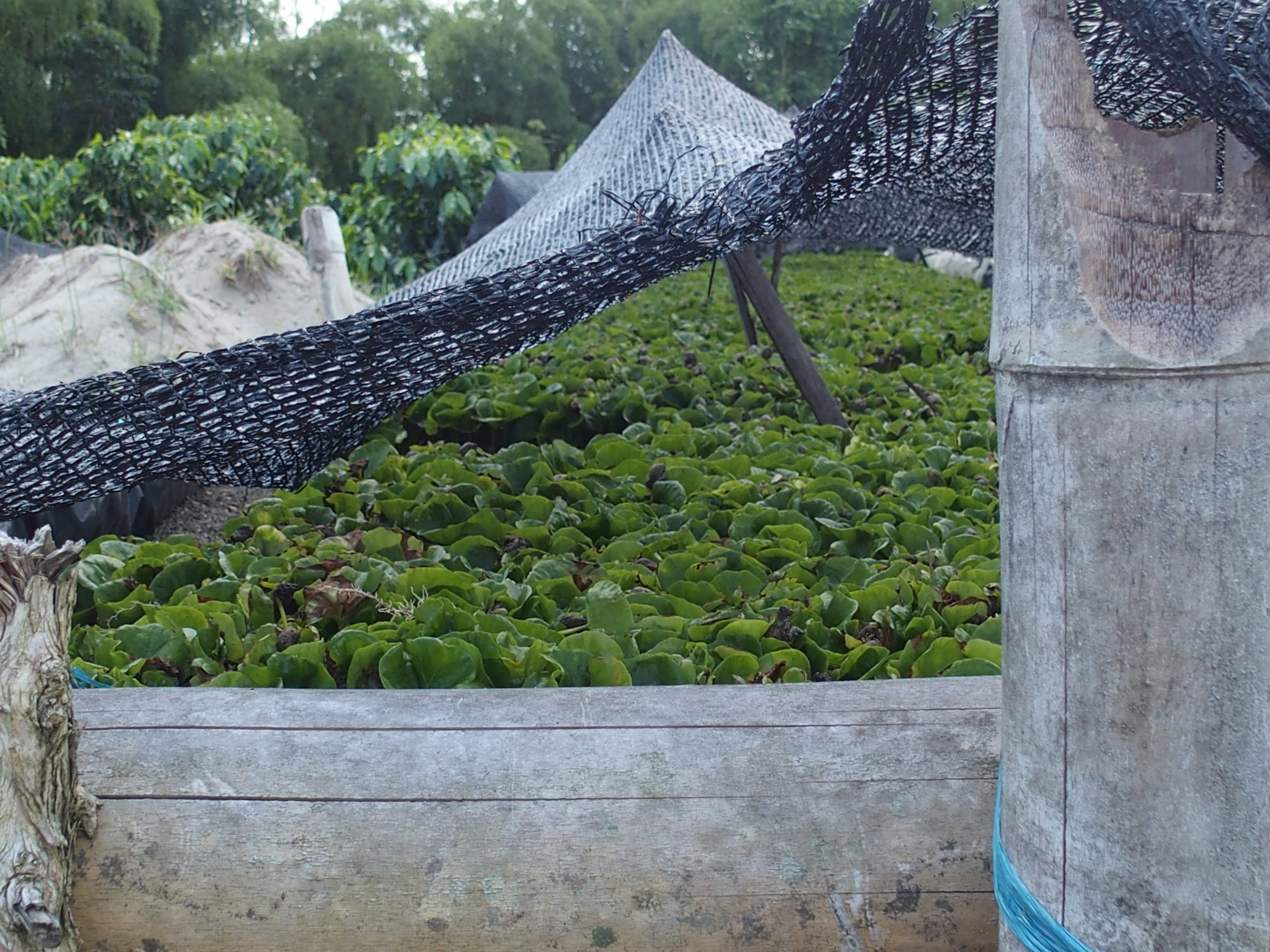 Young coffee plants