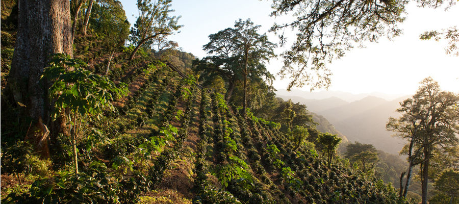 Coffee farm