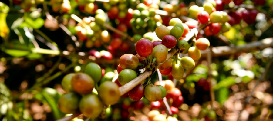 Coffee cherries growing on the tree