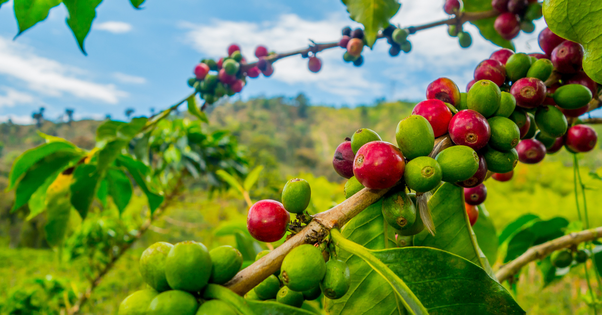 Coffee Farm