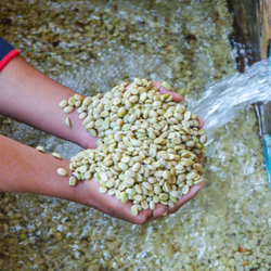 Green coffee beans being rinsed