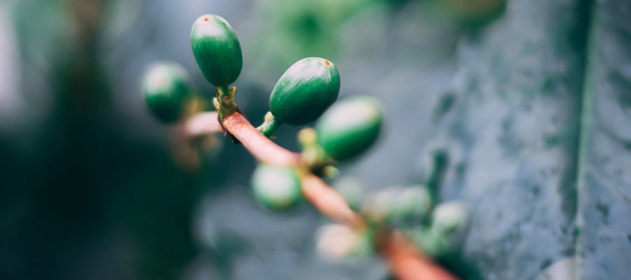 coffee cherries before harvest