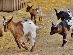 Goats Goats