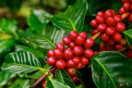 ripe-coffee-cherries-on-branch-of-coffee-tree