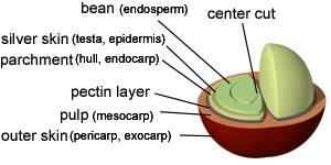 Coffee Bean Structure