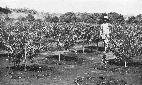 Coffee farm in French Indo China