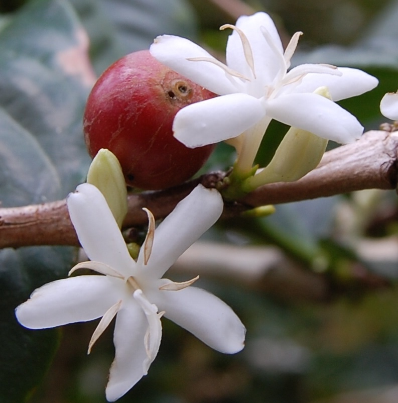 White flowers on coffee tree