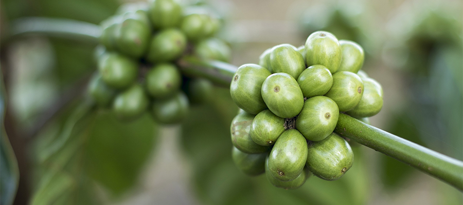 coffee-crop-green-cherries