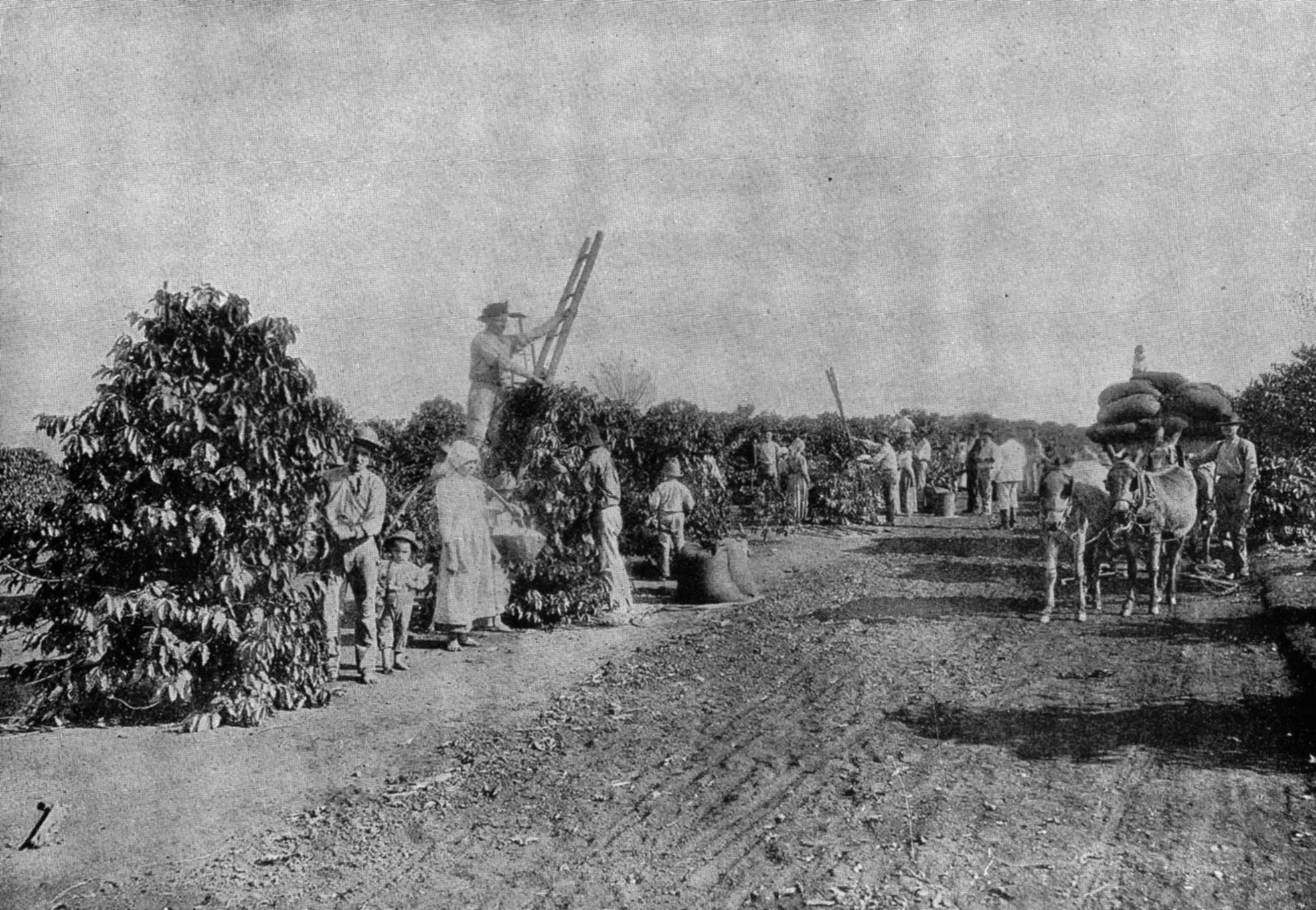 Picking coffee in Brazil circa 1914