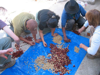 processing cherries