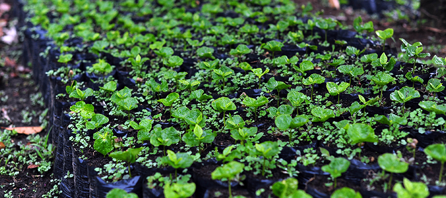 coffee-seedlings-farm