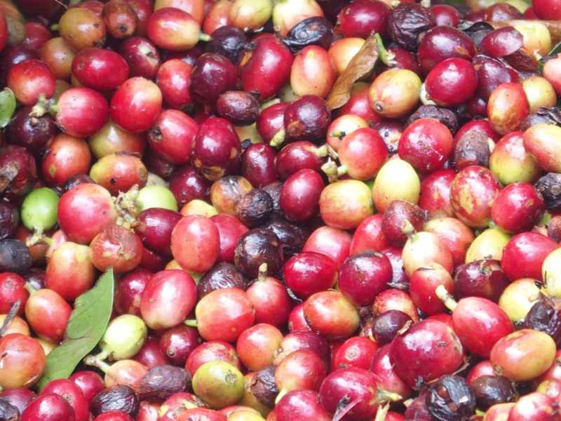 Coffee cherries on the tree